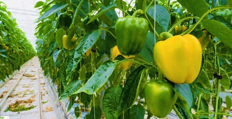 آغاز برداشت فلفل دلمه‌ای باکیفیت از مزارع سرخون و ایسین بندرعباس