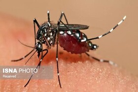 ابتلای ۲۵۵ نفر به تب دنگی در هرمزگان