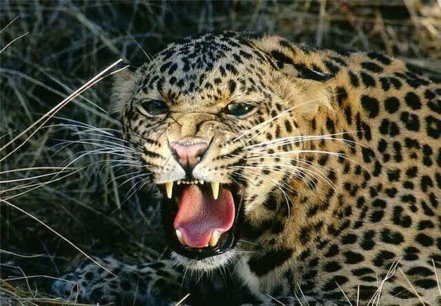 تصویر تزیینی است حمله یک قلاده پلنگ به دامهای اهلی در رودان