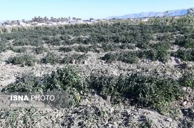 هشدار جهاد کشاورزی هرمزگان نسبت به خطر سرمازدگی محصولات پس از بارش‌ها