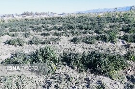 خسارت‌های کشاورزی در پنج شهرستان هرمزگان /۳۷ گروه ارزیاب در حال بررسی