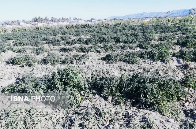 خسارت‌های کشاورزی در پنج شهرستان هرمزگان /۳۷ گروه ارزیاب در حال بررسی