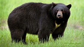 حمله خرس سیاه به دام‌های دو روستای رودان