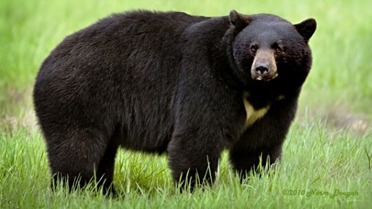 حمله خرس سیاه به دام‌های دو روستای رودان