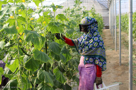 هرمزگان چهارمین استان گلخانه‌ای کشور شد