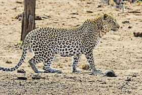 حمله پلنگ به دام‌های اهلی رودان / ۶ رأس بز تلف شدند