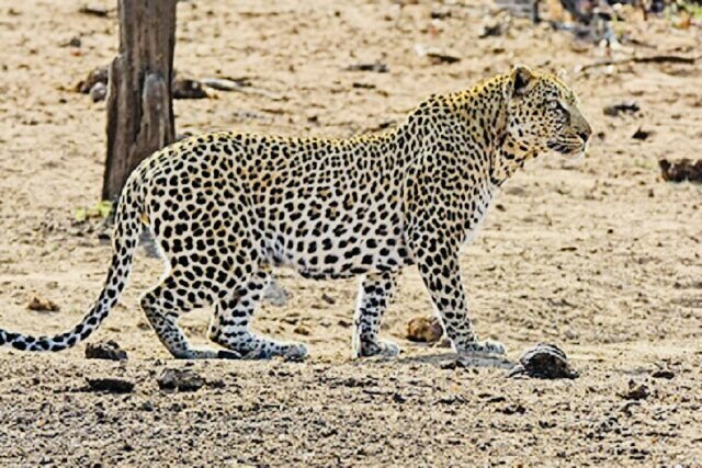 تصویر تزیینی است حمله پلنگ به دامهای اهلی رودان / ۶ رأس بز تلف شدند