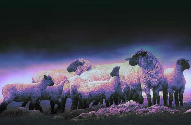 کشف ۴۲ رأس دام زنده قاچاق در قشم