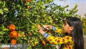 فصل برداشت نارنگی در هرمزگان آغاز شد