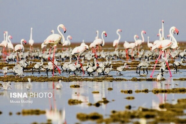 پایش کارشناسان برای جلوگیری از آنفلوانزای پرندگان در فصل سرما ادامه دارد