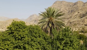 بیش از ۳۰ هزار هکتار از اراضی هرمزگان زیر کشت محصولات گرمسیری است