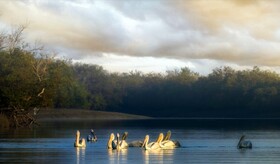 رئیس اداره محیط‌زیست سیریک: تالاب خورآذینی یکی از پاک‌ترین تالاب‌های کشور است