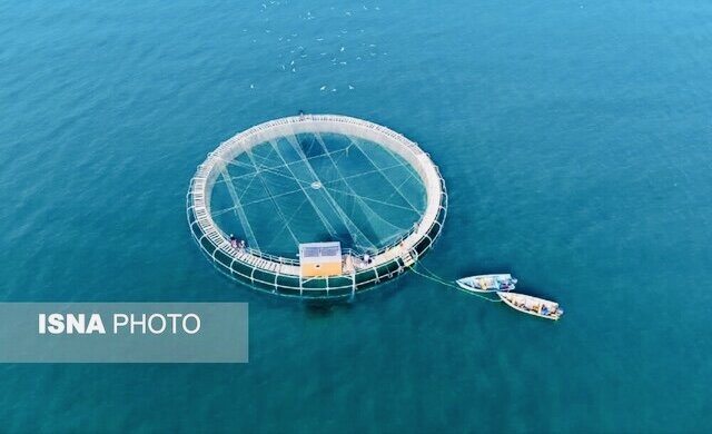 هرمزگان پیشتاز پرورش ماهی در قفس است