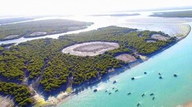 مدیرکل منابع طبیعی هرمزگان: جنگل‌های ساحلی سدی حیاتی در برابر ریزگردها و سیلاب‌ها هستند