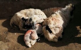 رانش زمین در روستای سلوبلم بندرعباس/ تلف شدن حدود ۱۵۰ رأس دام سبک