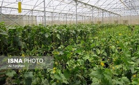 بهره‌برداری از ۱۱ طرح باغبانی و گلخانه‌ای در هرمزگان