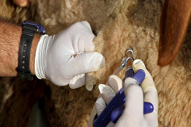 مایه‌کوبی بیش از ۳۰ هزار رأس دام در رودان