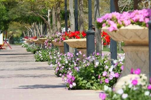 تولید ۱۰ میلیون نشا و گل‌کاری ۷۵ هزار مترمربع از فضاهای شهری کیش