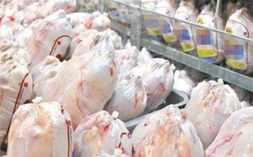 تولید بیش از ۹۰ تن گوشت مرغ در زابل