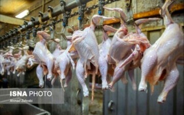 تأمین روزانه بیش از ۱۲۰ تن گوشت مرغ در هرمزگان
