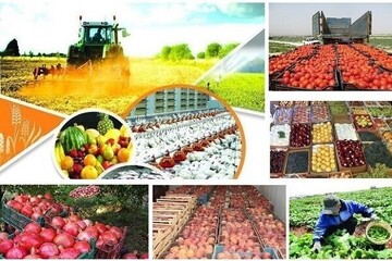 صادرات ۷۸۵۰ تن محصولات کشاورزی هرمزگان
