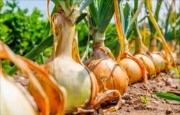 آغاز برداشت بیش از ۴۰۰ هزار تن پیاز در هرمزگان