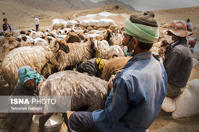 عشایر کرمانج رتبه دوم  فعالیت اقتصادی در کشور را به خود اختصاص می‌دهند