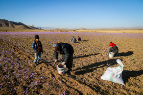 خسارت ۳ میلیارد ریالی اولین سرمای پاییزی به مزارع زعفران کاخک گناباد