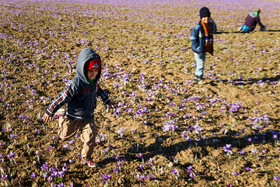 کودکان همراه با والدین خود در مزارع زعفران حضور دارند.