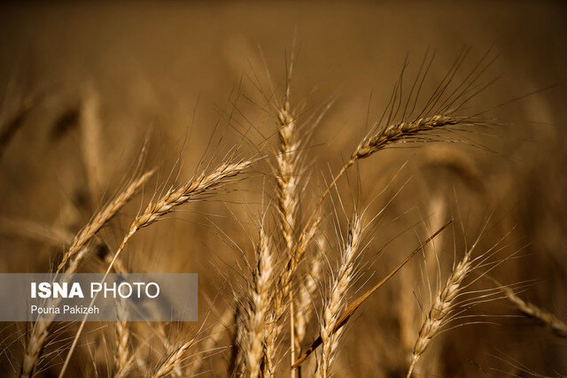 تربت‌حیدریه، بزرگ‌ترین تولیدکننده بذر گندم در خراسان رضوی