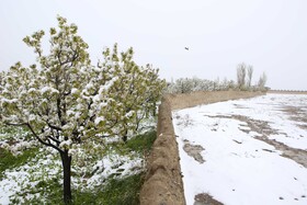 بارش برف بهاری در چناران