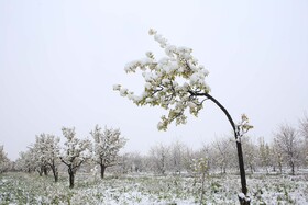 بارش برف بهاری در چناران