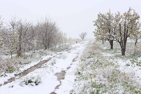 بارش برف بهاری در چناران