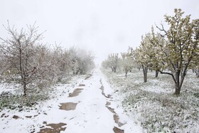 بارش برف بهاری در چناران