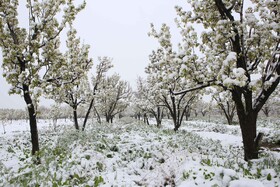 بارش برف بهاری در چناران