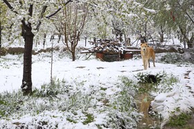 بارش برف بهاری در چناران