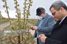 خسارت 129 میلیارد تومانی سرمازدگی به محصولات باغی قوچان