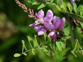  بررسی خواص گیاه «نیل»