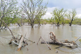 سیلاب و تگرگ 550 میلیارد ریال به کشاورزی داورزن خسارت زد