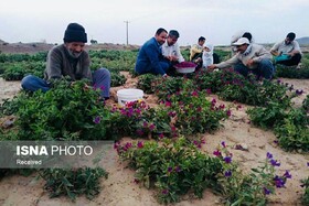 پیش‌بینی‌ برداشت 1 تن گل‌گاوزبان از اولین مزرعه کشت الگویی در بجستان 