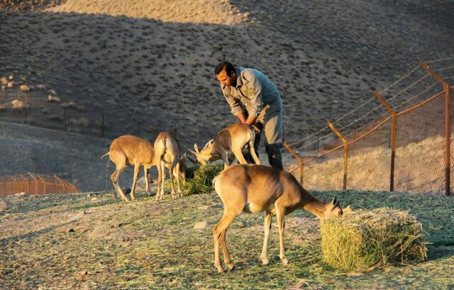 کاشمر با کمبود شدید محیط‌بان مواجه است