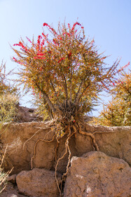 برداشت زرشک از باغات خراسان جنوبی