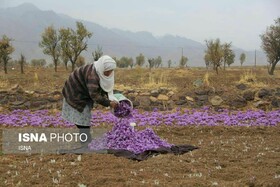 دست قاچاقچیان چگونه از بازار زعفران کوتاه می‌شود؟