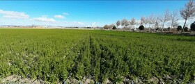 کشت دانه‌های روغنی یک نیاز ملی است