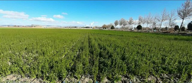 کشت دانه‌های روغنی یک نیاز ملی است