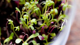 از میکروگرین‌ها چه می‌دانید؟