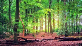 جنگل‌ها؛ بزرگراه دوطرفه در سیستم آب و هوایی