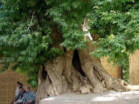 ثبت درخت سرو  ۱۰۰۰ ساله مشهد در فهرست آثار میراث طبیعی کشور