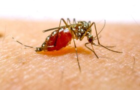 بیماری مالاریا مؤلفه‌ای برای بیان درجه توسعه یافتگی جوامع