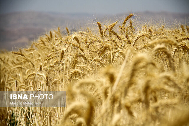 پیش‌بینی کاهش ۵۵ درصدی برداشت گندم در خراسان رضوی